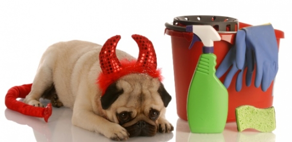 Veja as dicas de limpeza para quem tem cães e gatos em casa ...